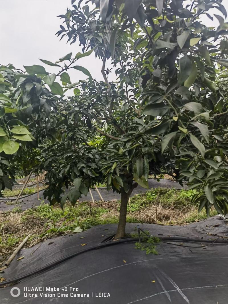 常年出售耙耙柑苗沃柑苗爱媛苗明日见苗丑橘不知火苗等柑橘苗