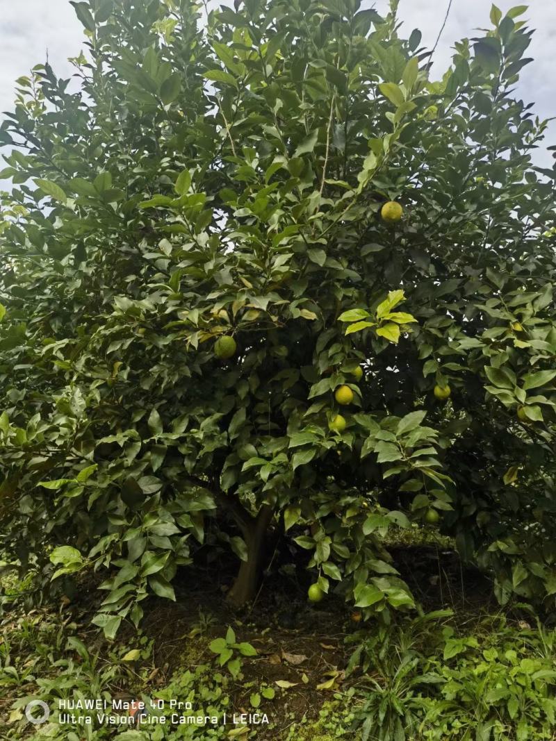 常年出售耙耙柑苗沃柑苗爱媛苗明日见苗丑橘不知火苗等柑橘苗