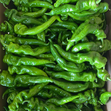 广东辣椒,鲜辣椒,广东螺丝椒螺纹椒,质优价廉