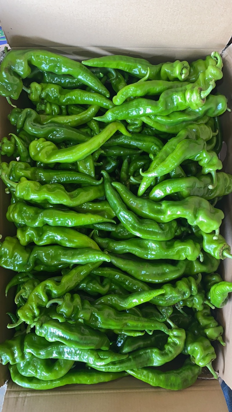 广东辣椒，鲜辣椒，广东螺丝椒螺纹椒，质优价廉