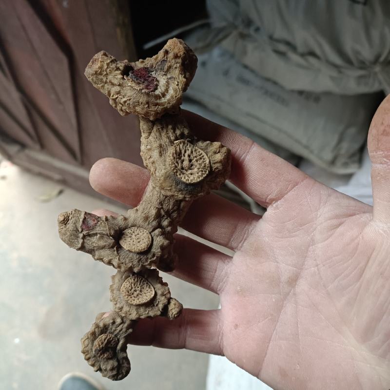 野生黄精，全野生品种，姜形黄精，老黄精