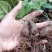 地苦胆苗金果橄苗道地中药材