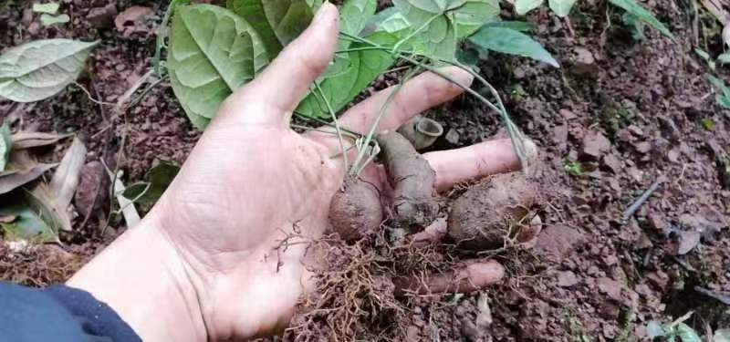 地苦胆苗金果橄苗道地中药材