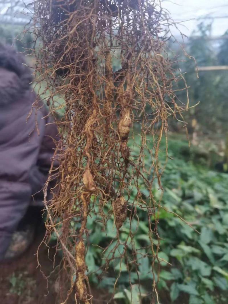 地苦胆苗金果橄苗道地中药材