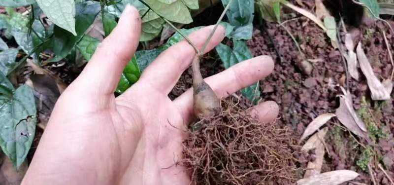 地苦胆苗金果橄苗道地中药材