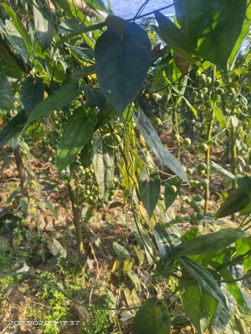 地苦胆苗金果橄苗道地中药材