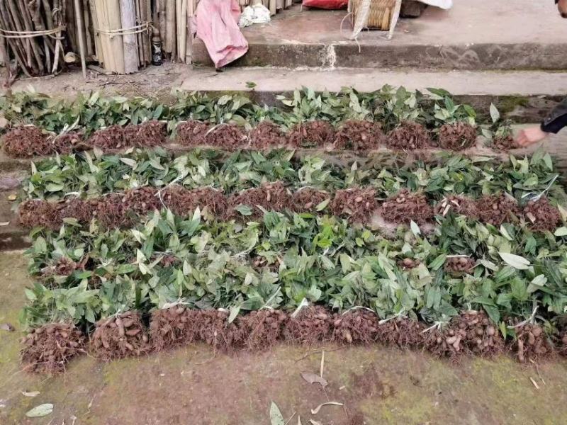 地苦胆苗金果橄苗道地中药材