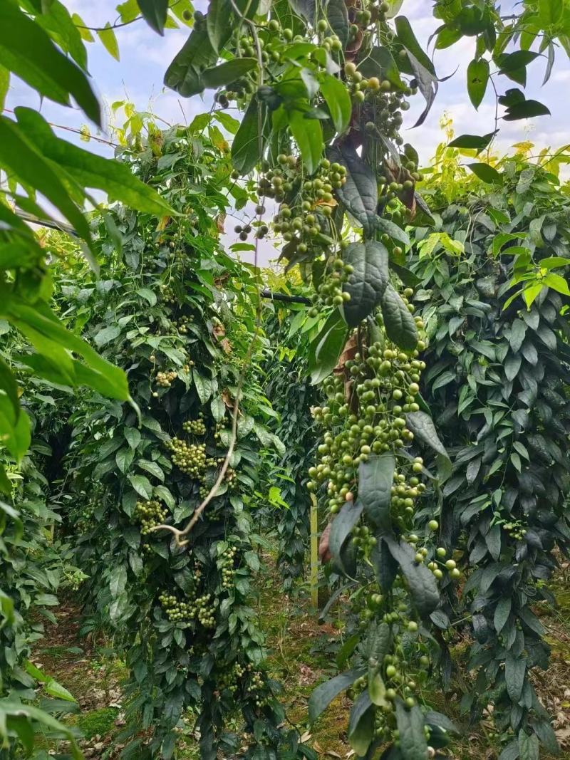 地苦胆苗金果橄苗道地中药材