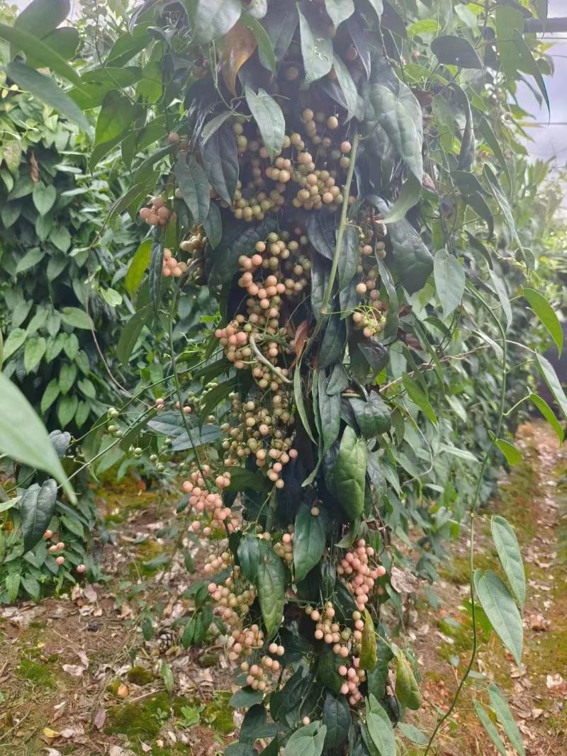 地苦胆苗金果橄苗道地中药材