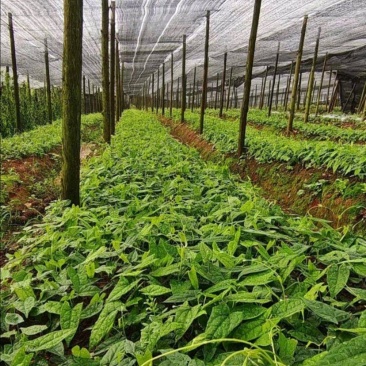 地苦胆苗金果橄苗道地中药材