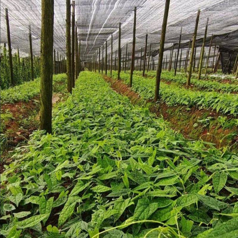 地苦胆苗金果橄苗道地中药材