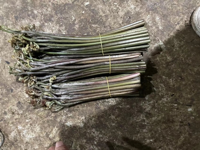 贵州精品鲜蕨菜，已开始大量上市，全国发货，各大超市