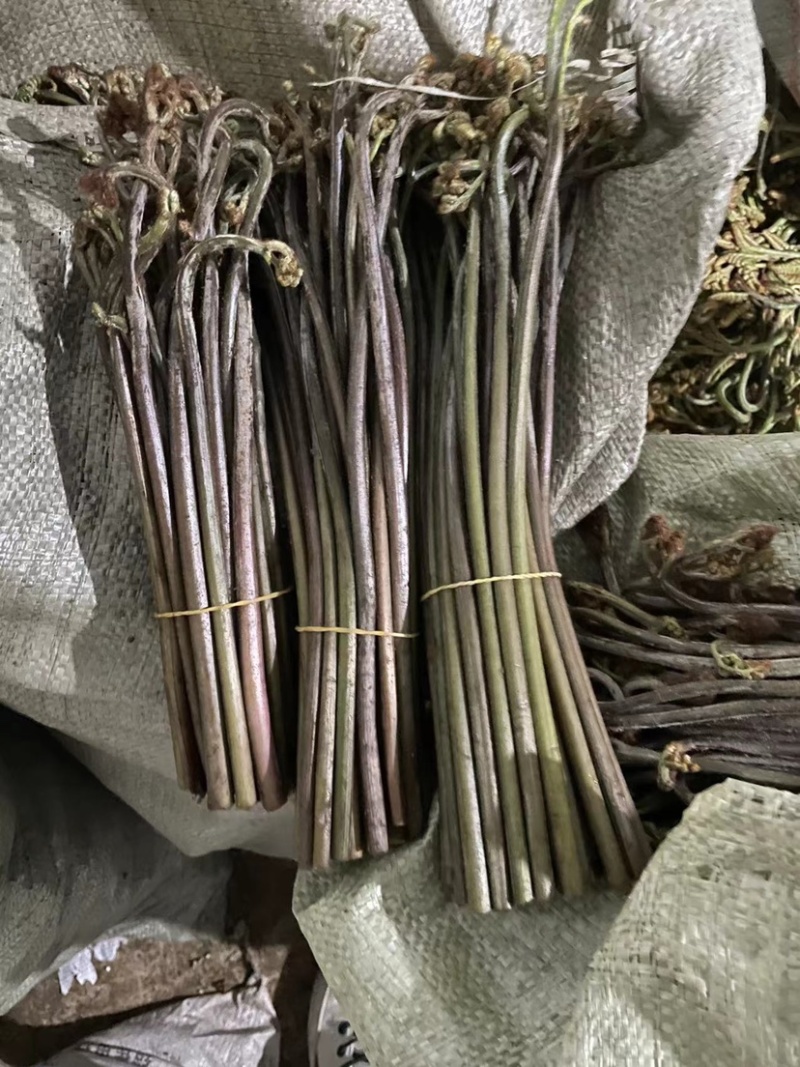 贵州精品鲜蕨菜，已开始大量上市，全国发货，各大超市