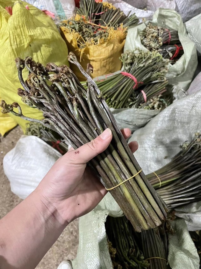 贵州精品鲜蕨菜，已开始大量上市，全国发货，各大超市