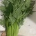 干水精品红薯叶