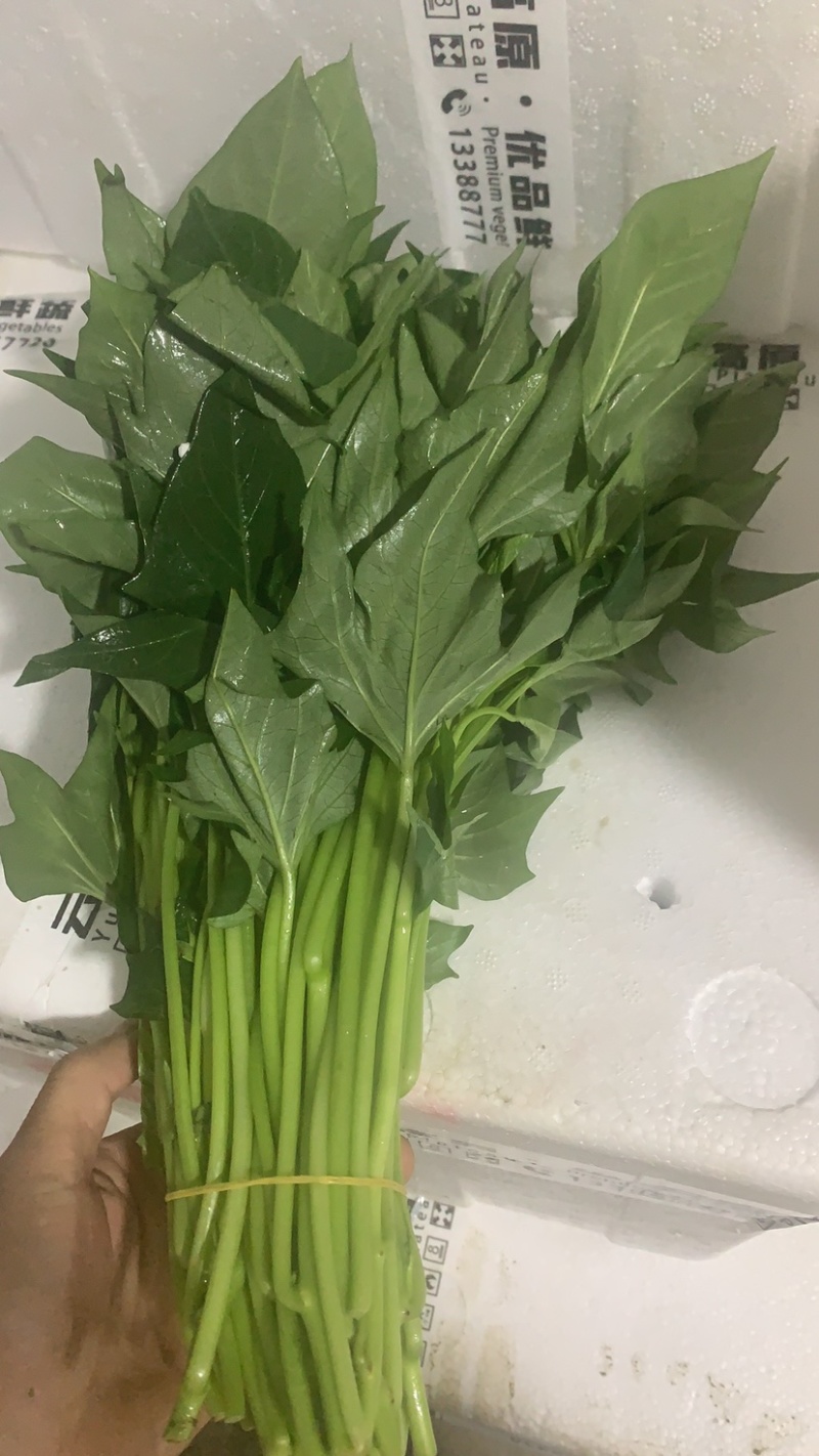 干水精品红薯叶