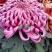 盆栽菊花