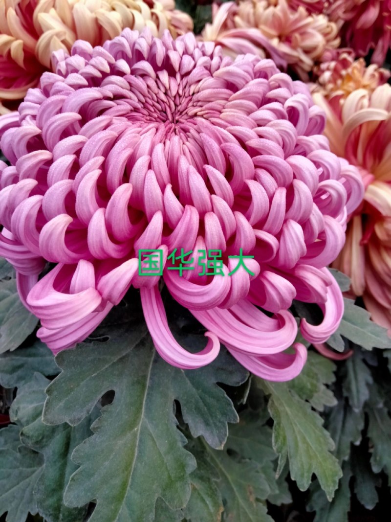盆栽菊花