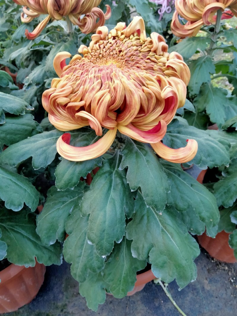 盆栽菊花