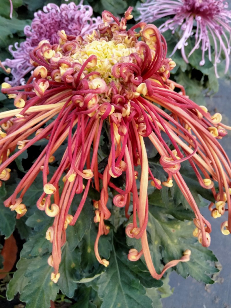 盆栽菊花