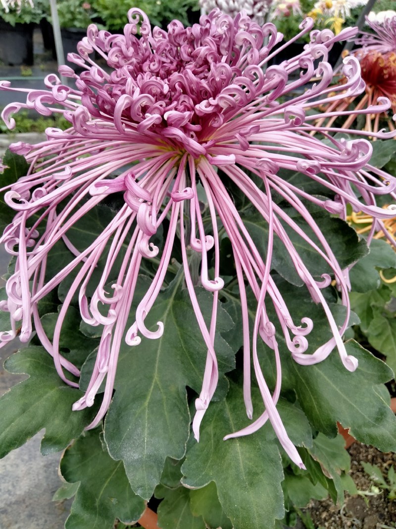 盆栽菊花