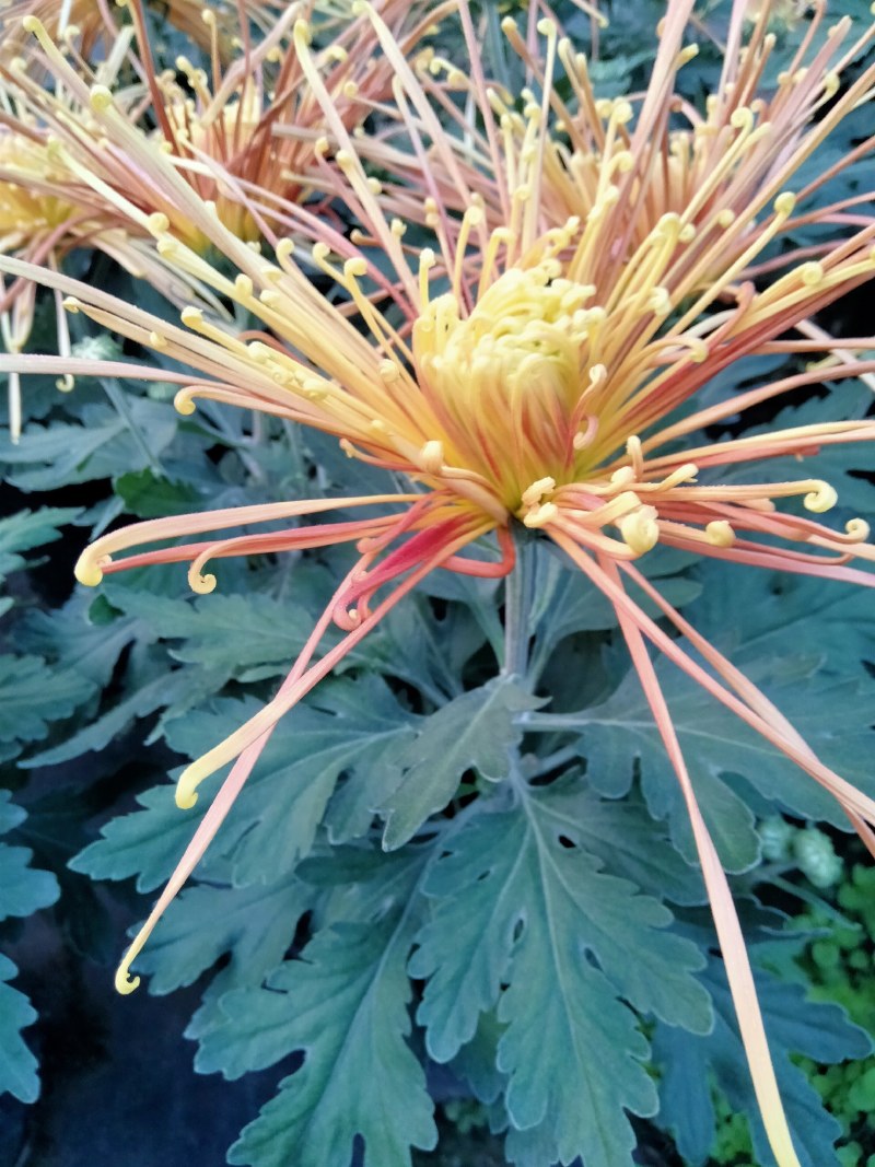 盆栽菊花
