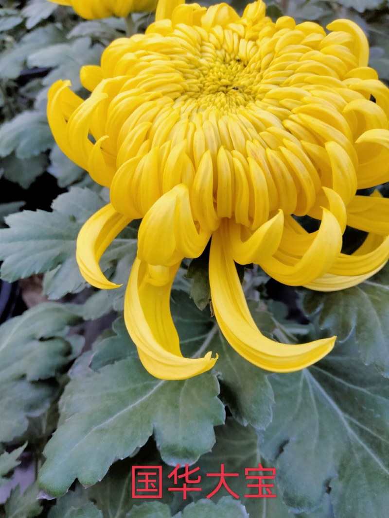 盆栽菊花