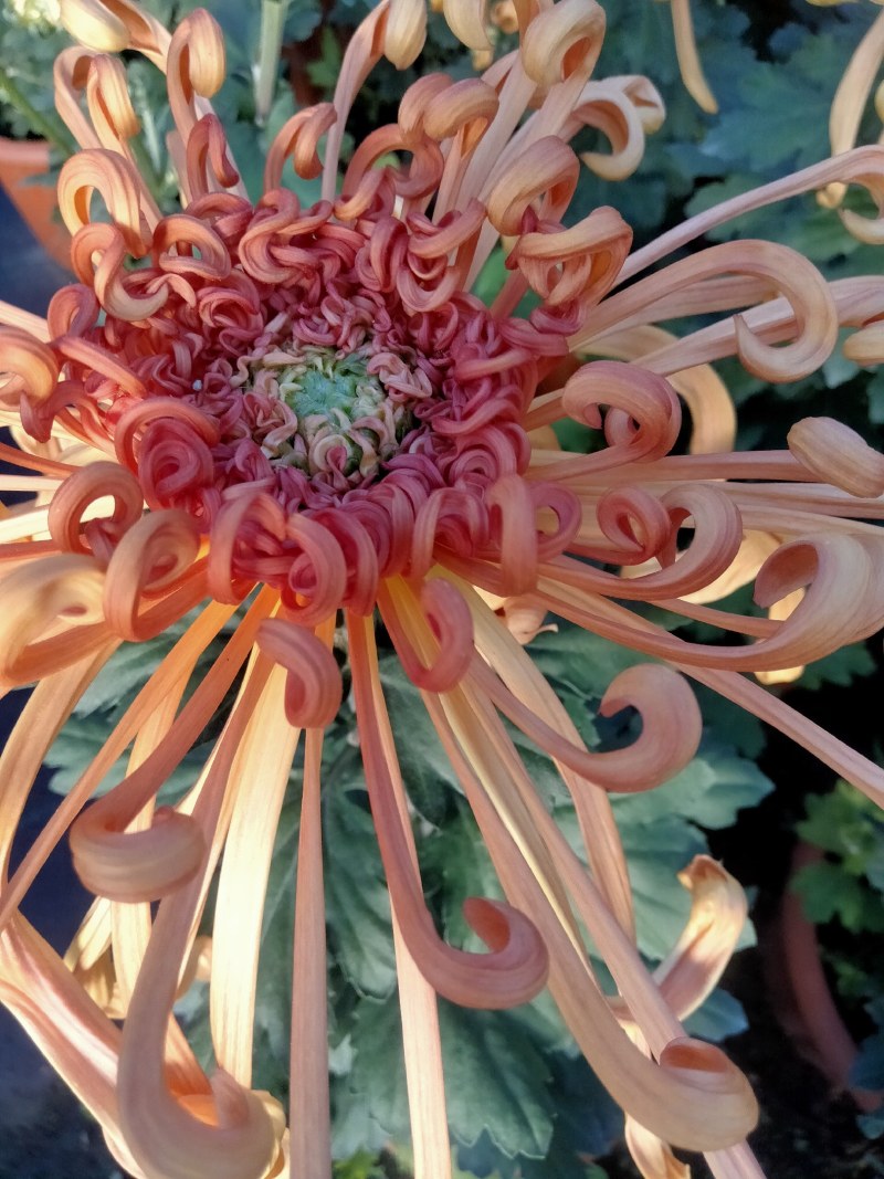 盆栽菊花