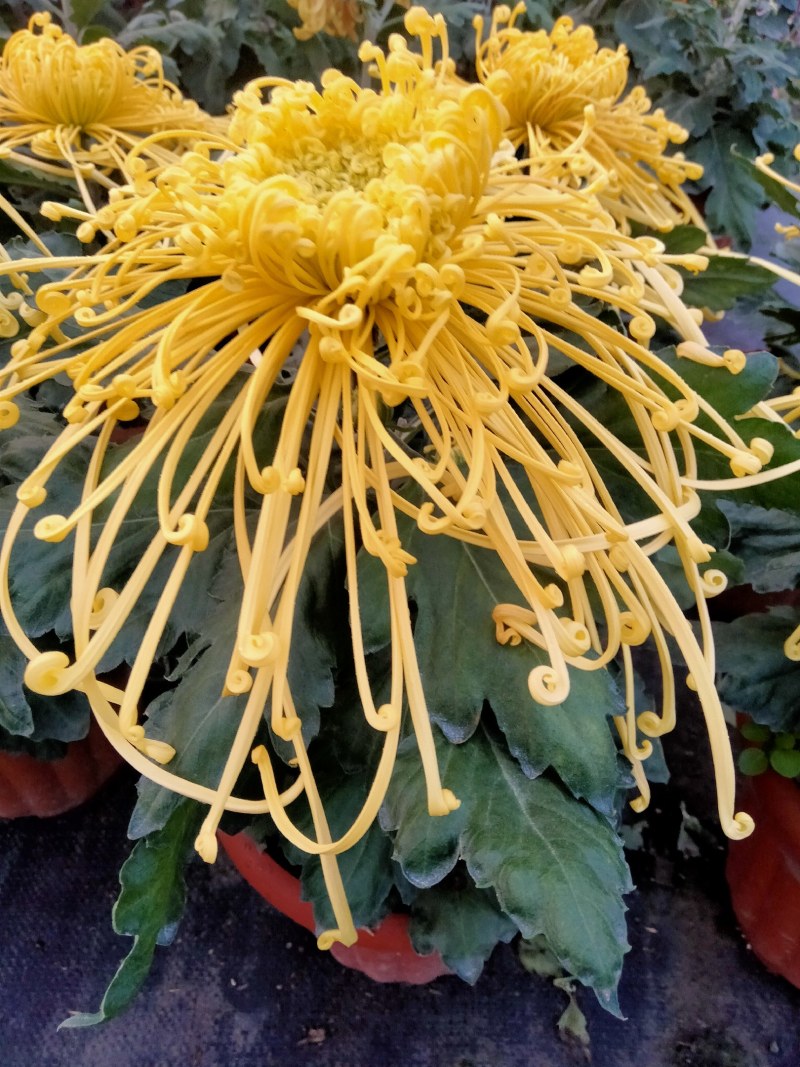 盆栽菊花