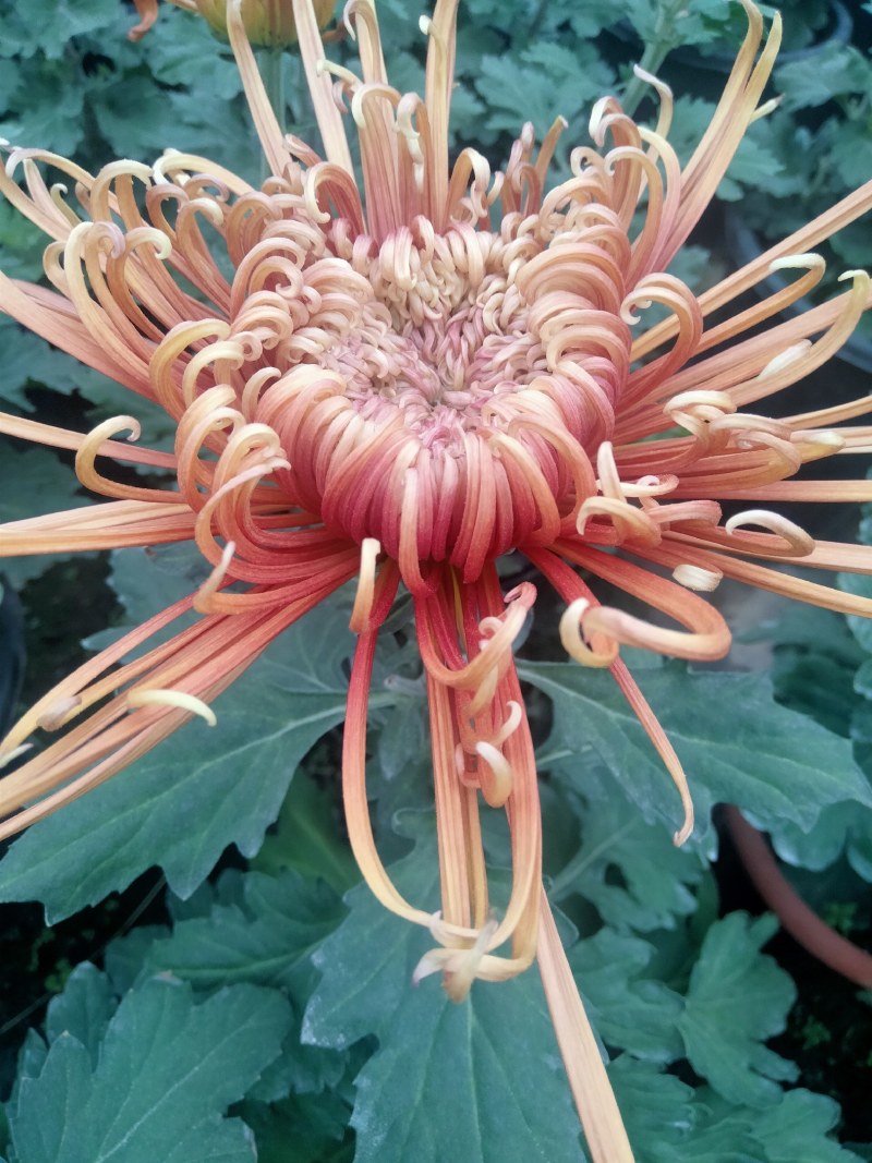 盆栽菊花