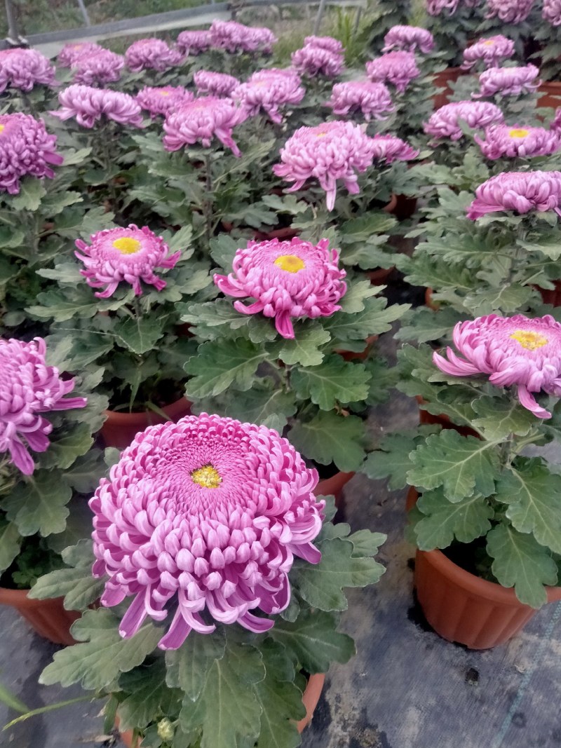 盆栽菊花