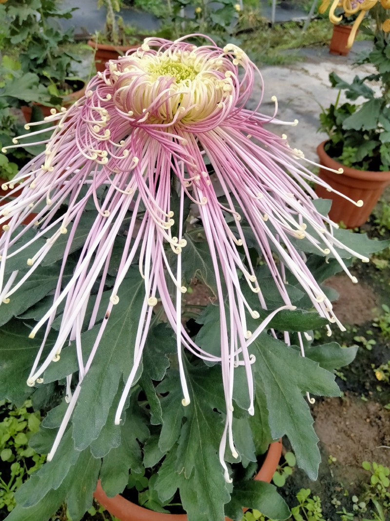 盆栽菊花
