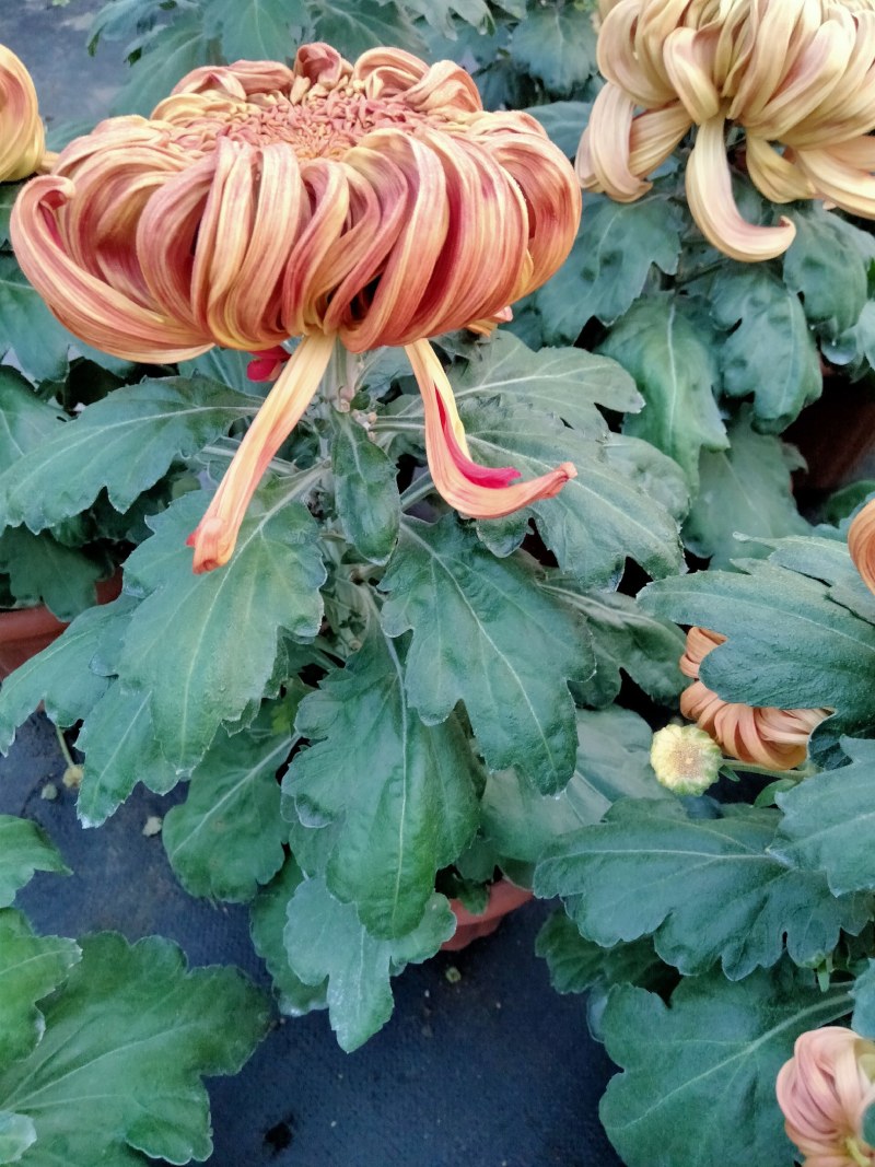 盆栽菊花