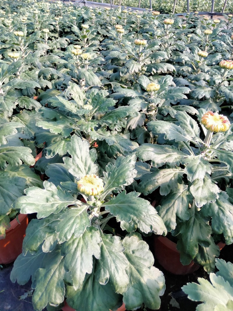 盆栽菊花