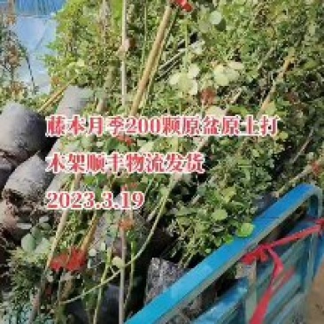 月季包邮！10颗起批！欧洲月季藤本微型月季
