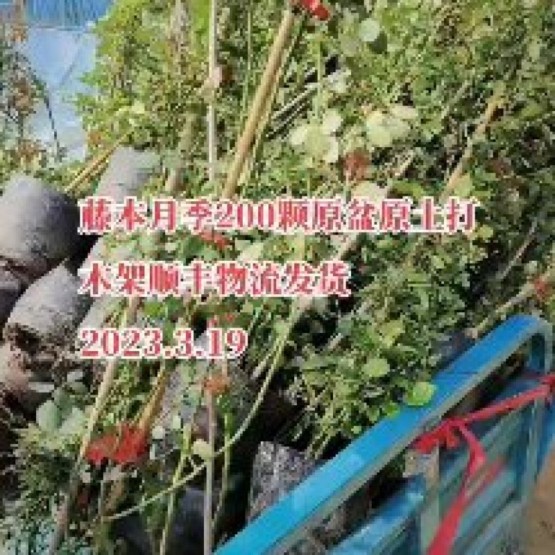 月季包邮！10颗起批！欧洲月季藤本微型月季