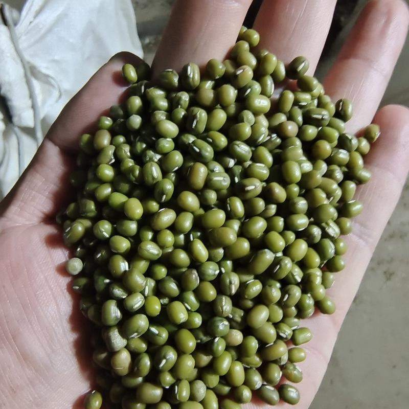 缅甸绿豆现场加工，源头直供，