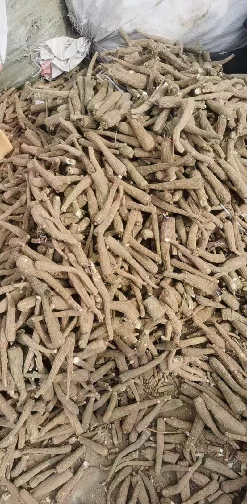 白芷白芷片