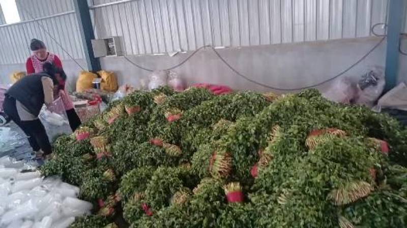 金乡香菜根细，叶大整体高度不超三十公分。