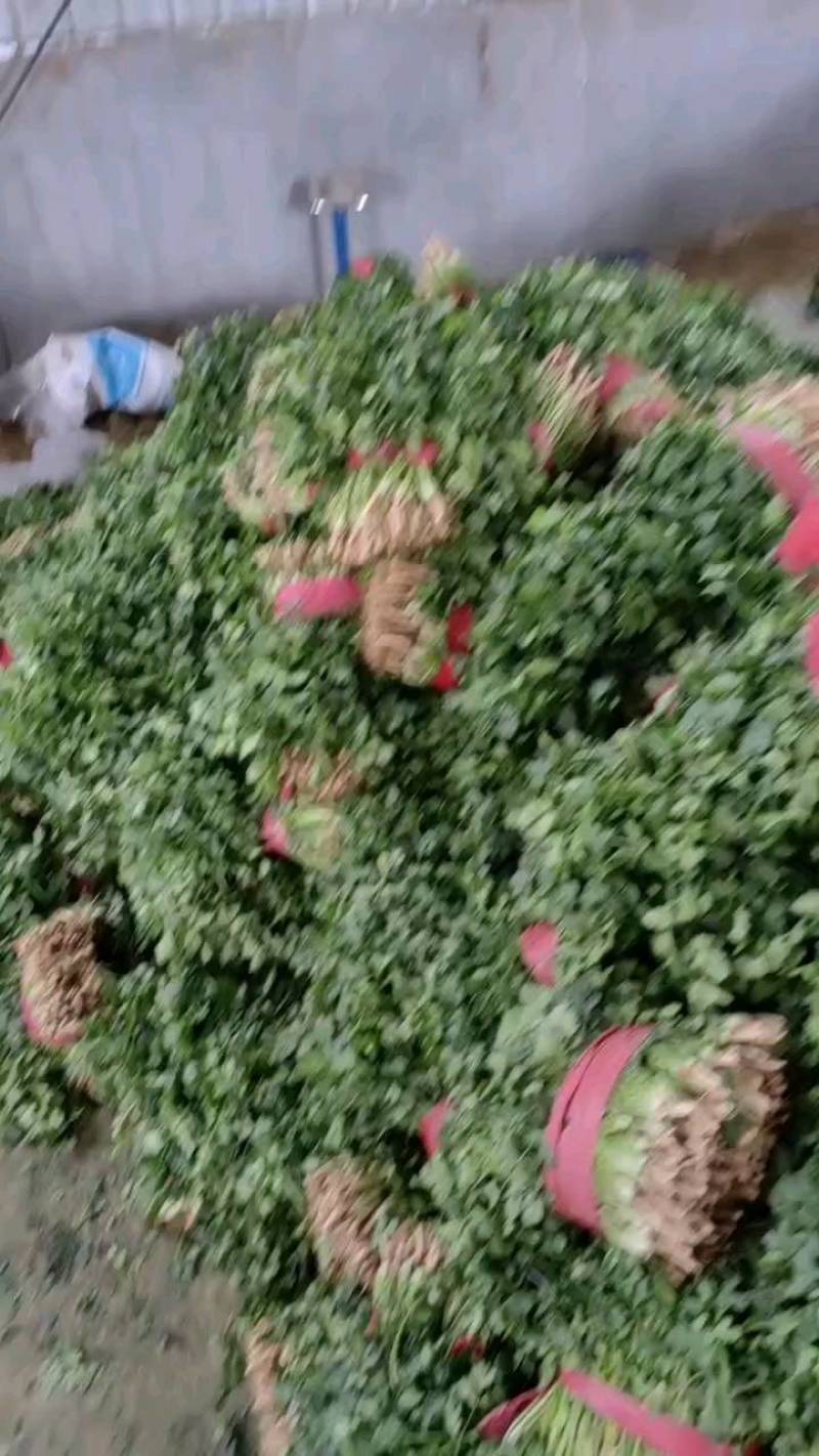 金乡香菜根细，叶大整体高度不超三十公分。