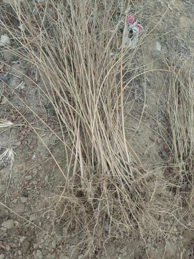 药用连翘苗量大
