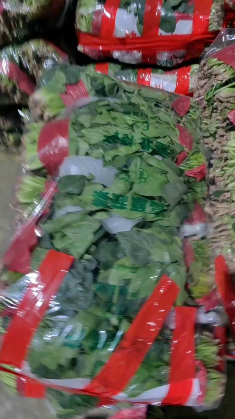 山东金乡大叶菠菜，可供电商，批发商，等个大平台