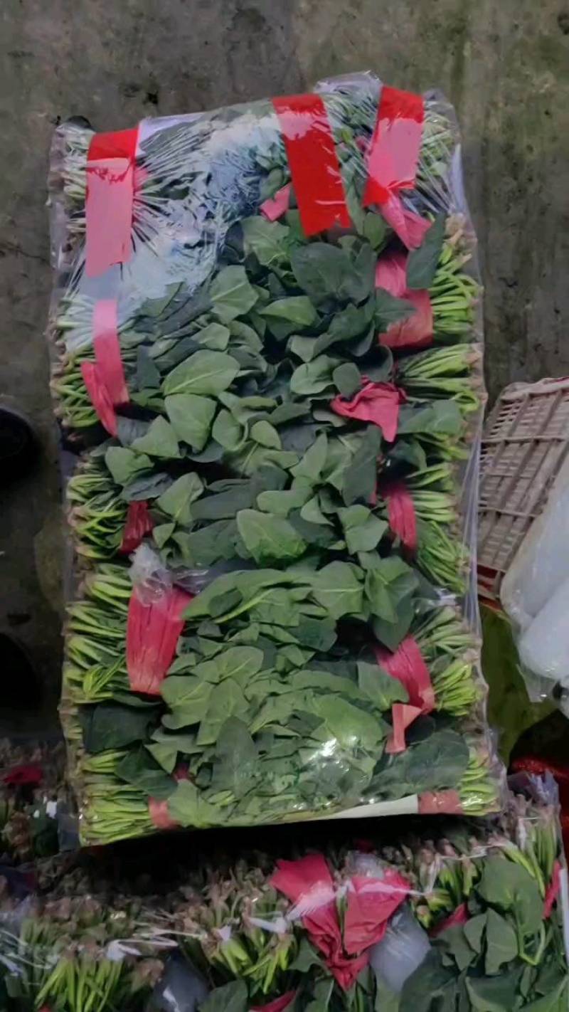 山东金乡大叶菠菜，可供电商，批发商，等个大平台
