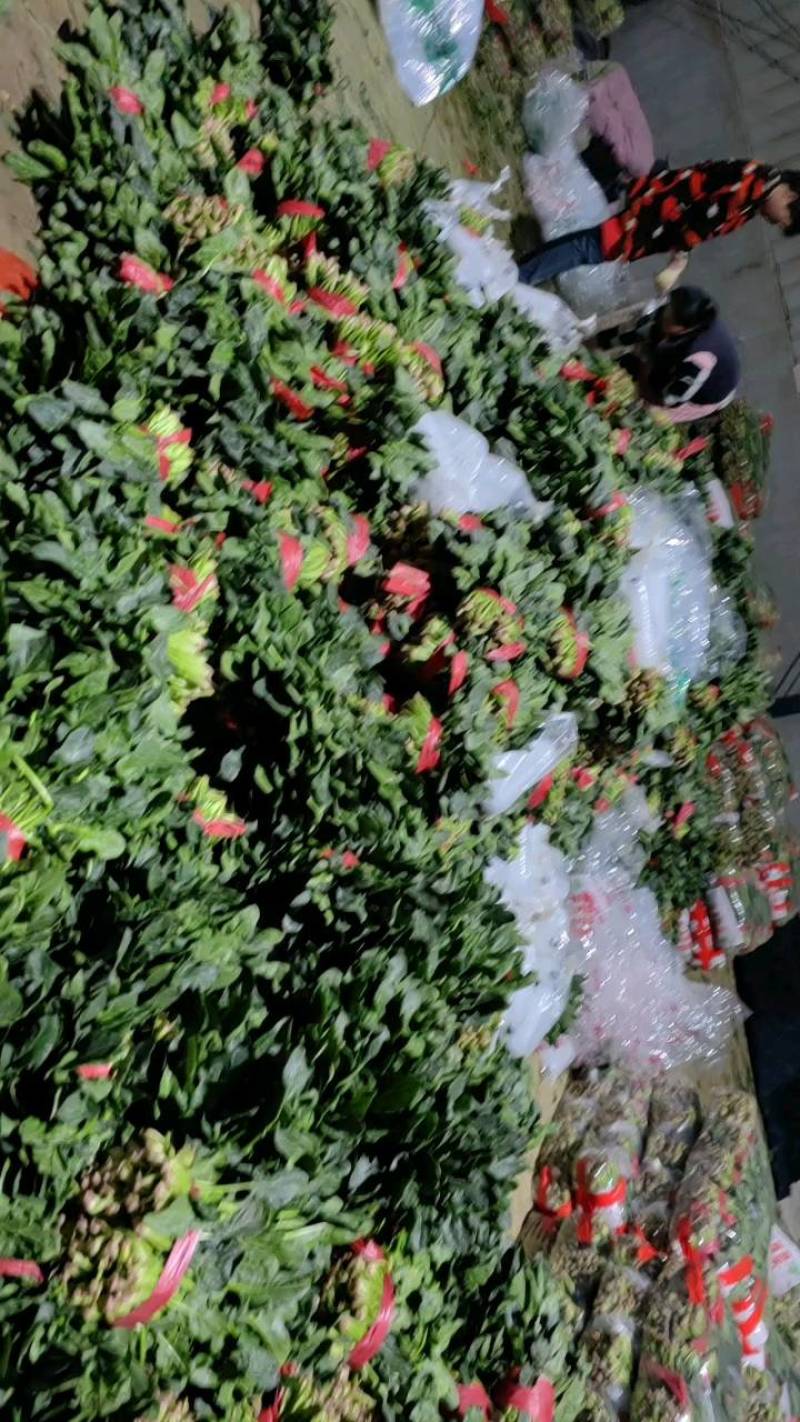 山东金乡大叶菠菜，可供电商，批发商，等个大平台