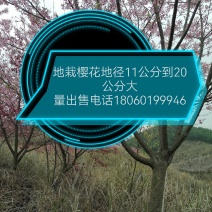 福建山樱花