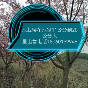福建山樱花