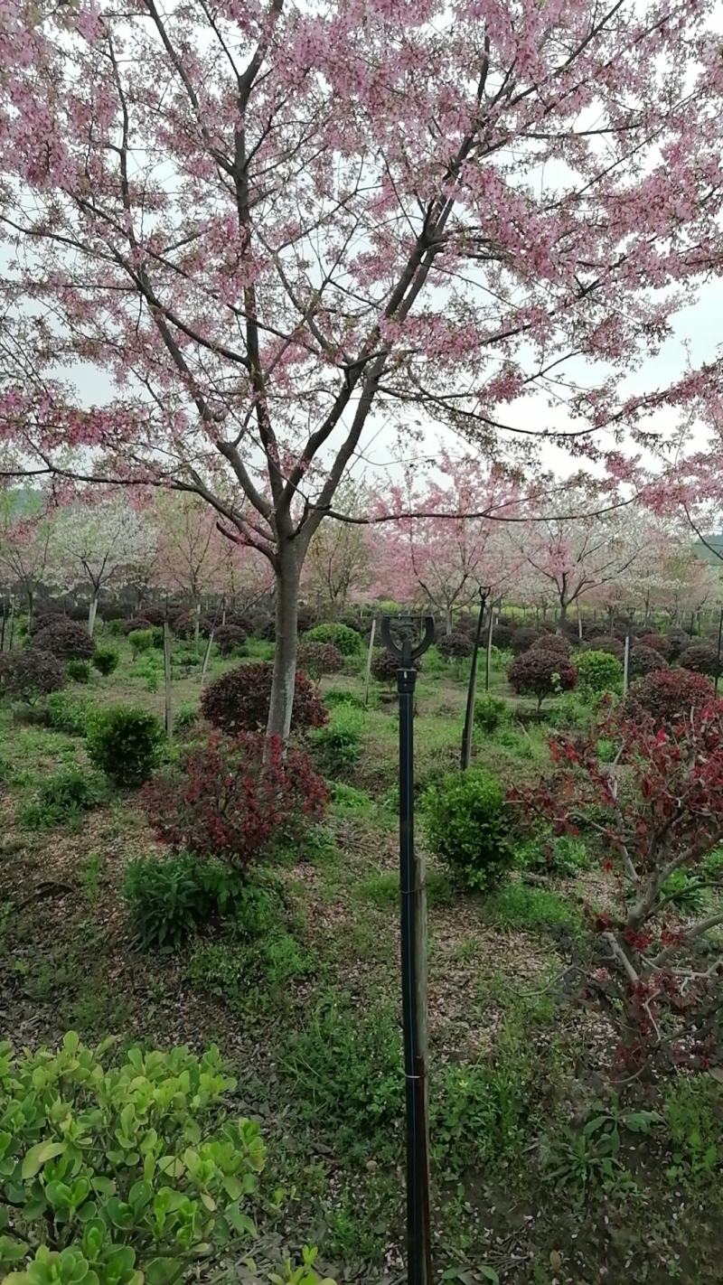 福建山樱花