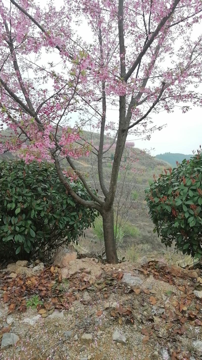 福建山樱花