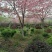 福建山樱花