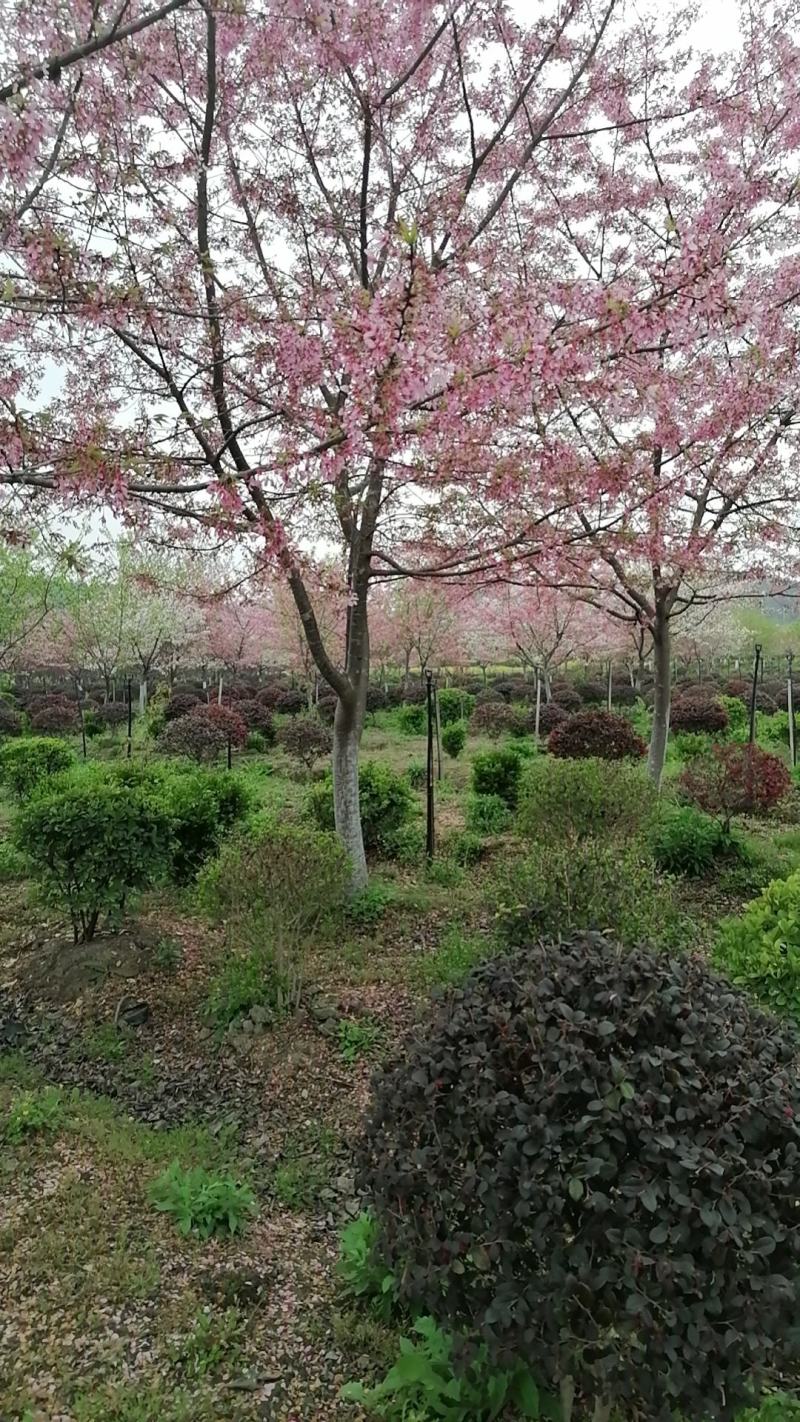 福建山樱花